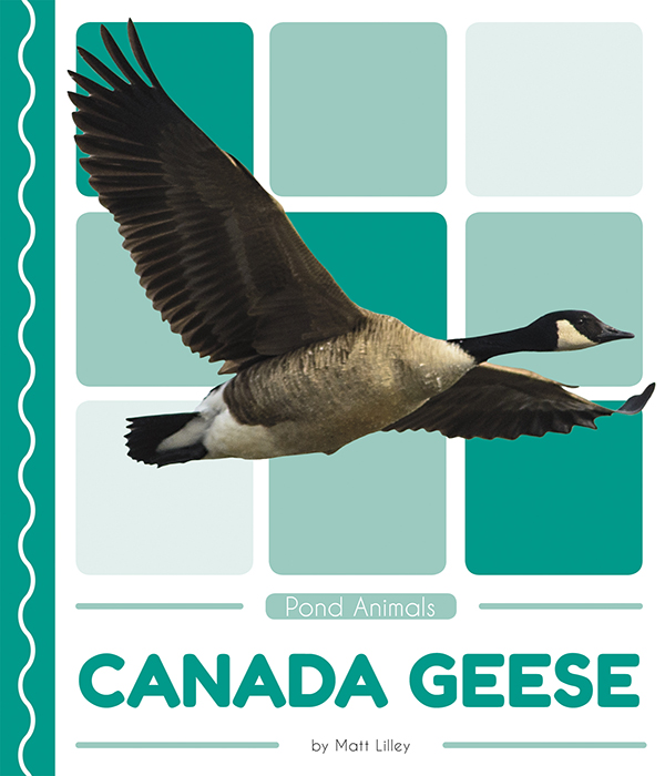 This book introduces readers to the life cycle, behavior, physical characteristics, and habitat of Canada geese. Vivid photographs and easy-to-read text aid comprehension for early readers. Features include a table of contents, an infographic, fun facts, Making Connections questions, a glossary, and an index. QR Codes in the book give readers access to book-specific resources to further their learning.