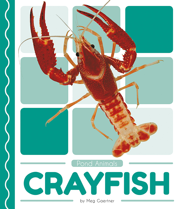 This book introduces readers to the life cycle, behavior, physical characteristics, and habitat of crayfish. Vivid photographs and easy-to-read text aid comprehension for early readers. Features include a table of contents, an infographic, fun facts, Making Connections questions, a glossary, and an index. QR Codes in the book give readers access to book-specific resources to further their learning.