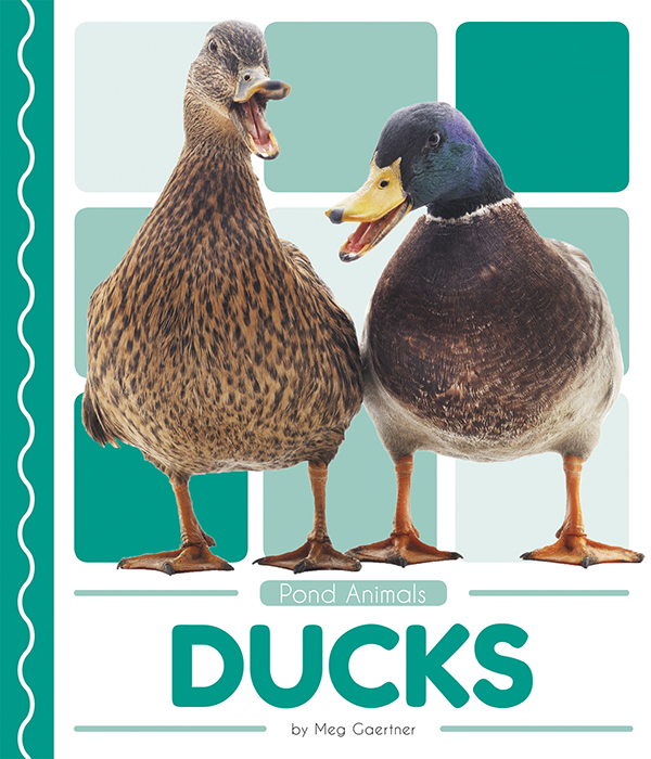 This book introduces readers to the life cycle, behavior, physical characteristics, and habitat of ducks. Vivid photographs and easy-to-read text aid comprehension for early readers. Features include a table of contents, an infographic, fun facts, Making Connections questions, a glossary, and an index. QR Codes in the book give readers access to book-specific resources to further their learning.