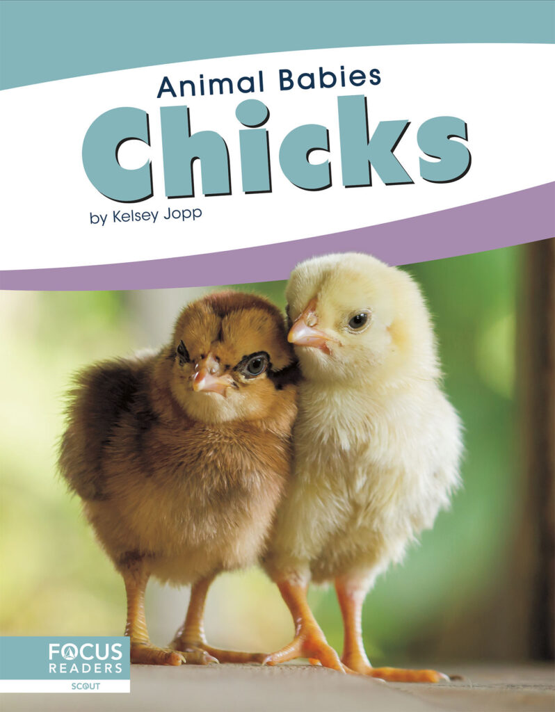This title introduces readers to the first days, early changes, and growth of chicks. Simple text, straightforward photos, and a photo glossary make this title the perfect primer on baby chickens.