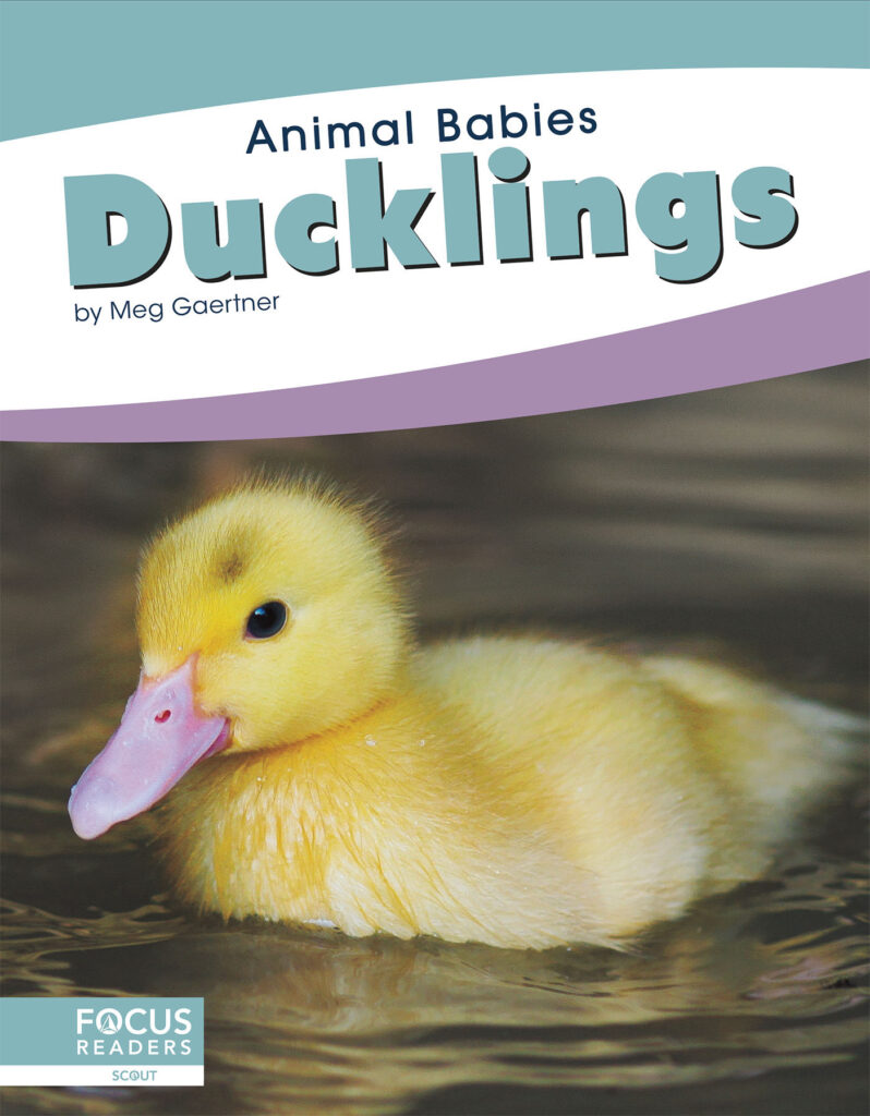 This title introduces readers to the first days, early changes, and growth of ducklings. Simple text, straightforward photos, and a photo glossary make this title the perfect primer on baby ducks.