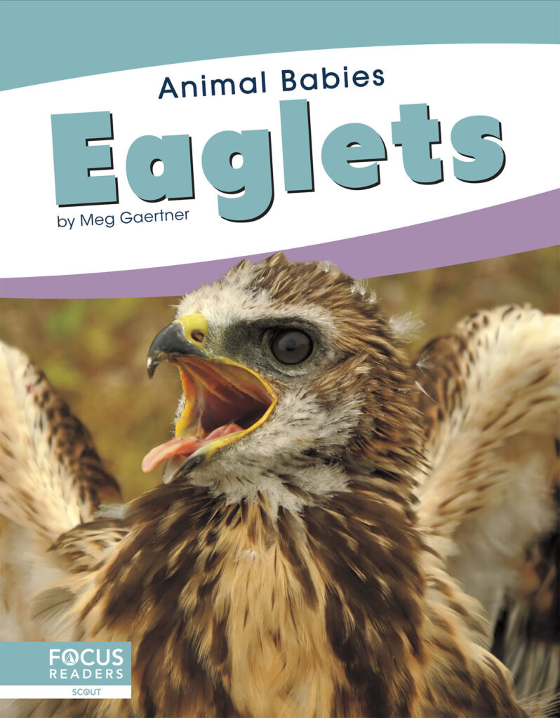 This title introduces readers to the first days, early changes, and growth of eaglets. Simple text, straightforward photos, and a photo glossary make this title the perfect primer on baby eagles.