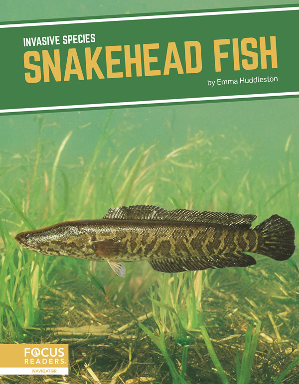 This title explores the role of snakehead fish in introduced environments, how humans helped spread the species, the threats they pose to ecosystems, and efforts being taken to manage them. This book also includes a table of contents, two infographics, informative sidebars, a “That’s Amazing!” special feature, quiz questions, a glossary, additional resources, and an index. This Focus Readers title is at the Navigator level, aligned to reading levels of grades 3–5 and interest levels of grades 4–7.