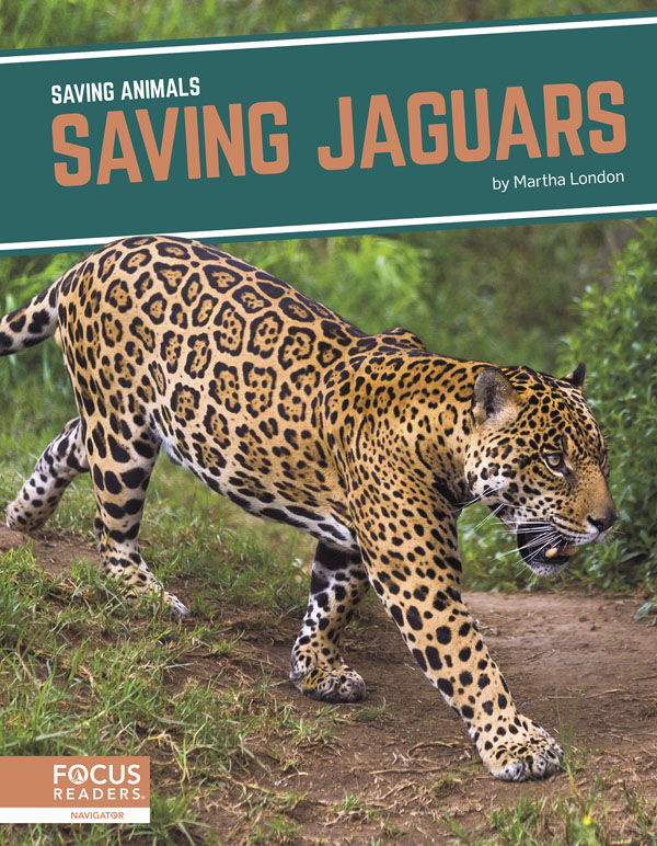 This title explores the role of jaguars in their habitats, how humans have threatened the animal's existence, and efforts being taken to protect them. Clear text, vibrant photos, and helpful infographics make this book an accessible and engaging read.