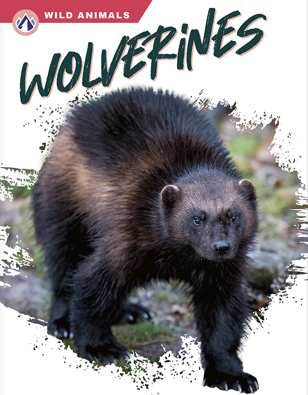 This book gives an engaging overview of wolverines, from their diet and habitat to how they can bite through bones. Short paragraphs of easy-to-read text are paired with plenty of colorful photos to make reading engaging and accessible. The book also includes a table of contents, fun facts, sidebars, comprehension questions, a glossary, an index, and a list of resources for further reading. Apex books have low reading levels (grades 2-3) but are designed for older students, with interest levels of grades 3-7.