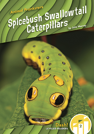 This emerging reader title looks at spicebush swallowtail caterpillars and the very clever way they trick potential predators throughout their lifetime. The title also covers where these caterpillars (and later butterflies) can be found, what they look like, and what they like to eat. This series is at a Level 2 and is written specifically for emerging readers. Aligned to the Common Core standards & correlated to state standards.