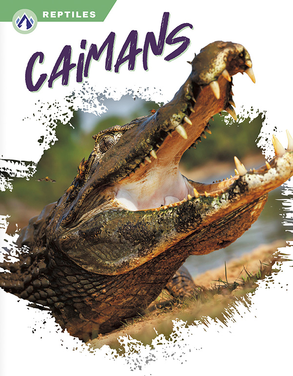 This book gives an engaging overview of caimans, from their diet and habitat to how they sneakily stalk their prey. Short paragraphs of easy-to-read text are paired with plenty of colorful photos to make reading engaging and accessible. The book also includes a table of contents, fun facts, sidebars, comprehension questions, a glossary, an index, and a list of resources for further reading. Apex books have low reading levels (grades 2-3) but are designed for older students, with interest levels of grades 3-7.