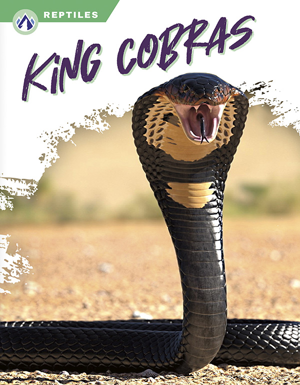 This book gives an engaging overview of King Cobras, from their diet and habitat to their incredible hunting skill. Short paragraphs of easy-to-read text are paired with plenty of colorful photos to make reading engaging and accessible. The book also includes a table of contents, fun facts, sidebars, comprehension questions, a glossary, an index, and a list of resources for further reading. Apex books have low reading levels (grades 2-3) but are designed for older students, with interest levels of grades 3-7.