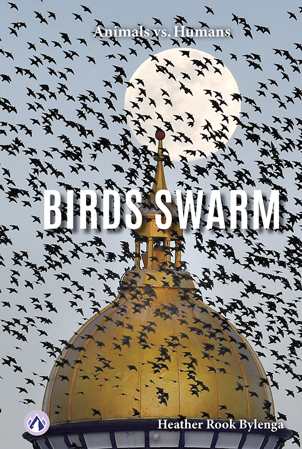 Birds Swarm