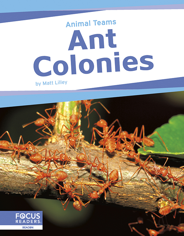 This exciting book explores how ants in ant colonies work as a team. The book describes how each ant helps the whole colony, how ants communicate, and how ants accomplish goals together so the colony can survive. The book also features a “That’s Amazing!