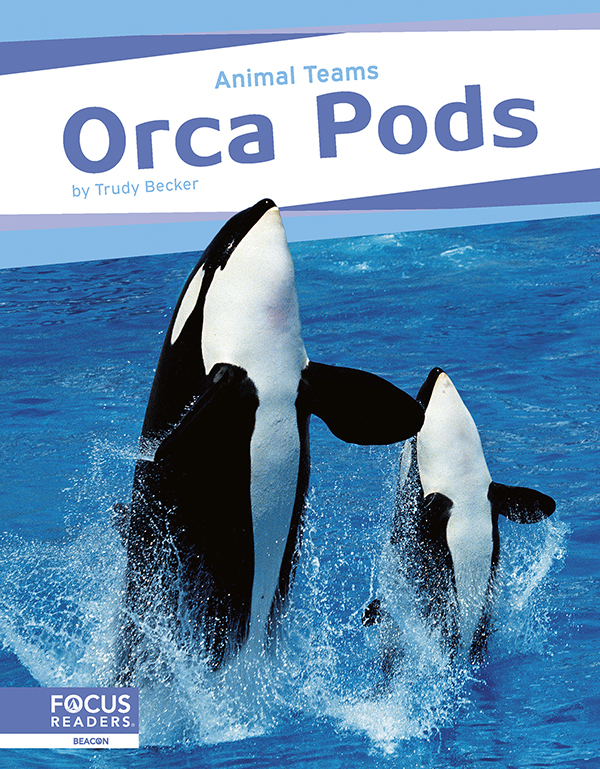 This exciting book explores how orcas in orca pods work as a team. The book describes how pod members care for each other, communicate together, and hunt as a team. The book also features a “That’s Amazing!